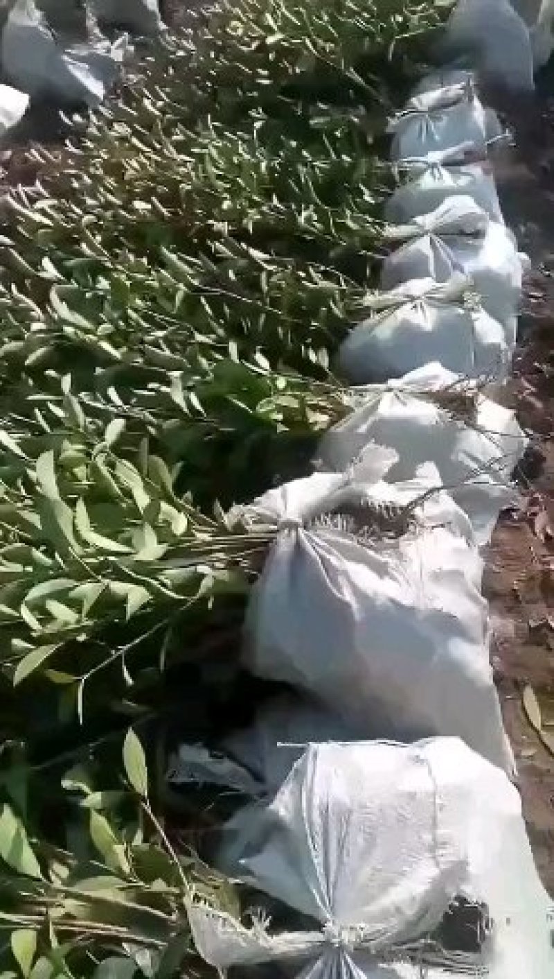 叶石楠红罗宾一20~50cm质量好，成活率高，大量批发