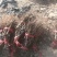 维多利亚葡萄苗基地直销，无中介保证纯度，包技术