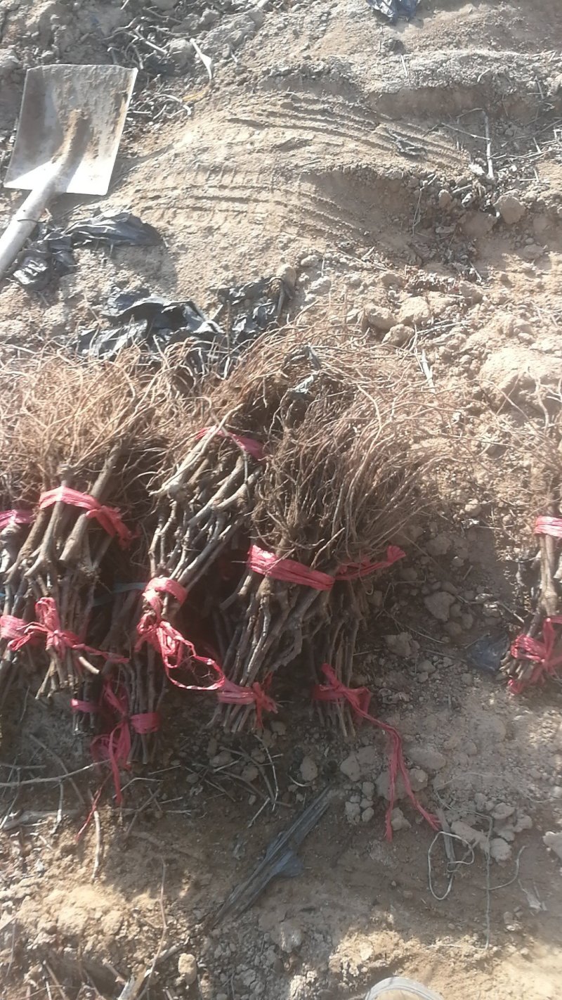维多利亚葡萄苗基地直销，无中介保证纯度，包技术