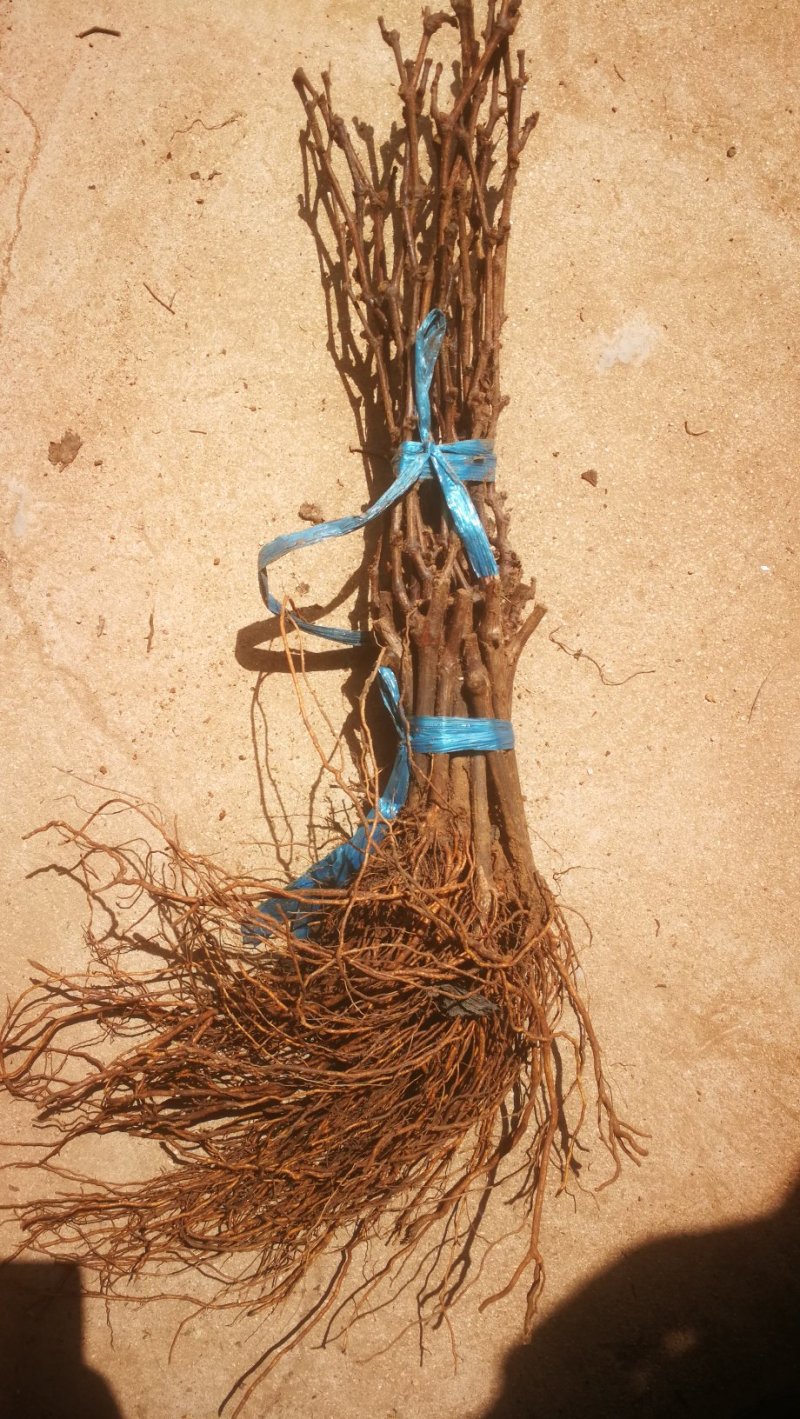 维多利亚葡萄苗基地直销，无中介保证纯度，包技术