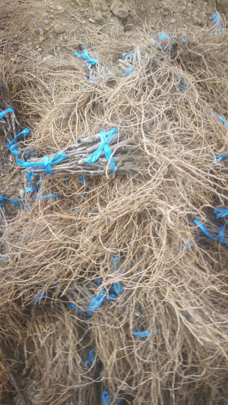 维多利亚葡萄苗基地直销，无中介保证纯度，包技术