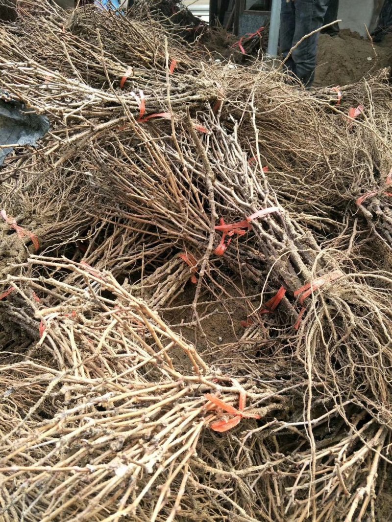 维多利亚葡萄苗基地直销，无中介保证纯度，包技术