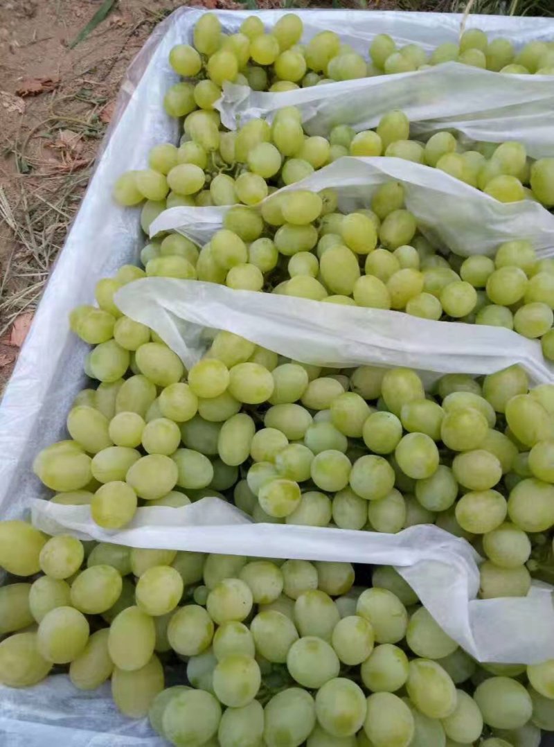 维多利亚葡萄苗基地直销，无中介保证纯度，包技术