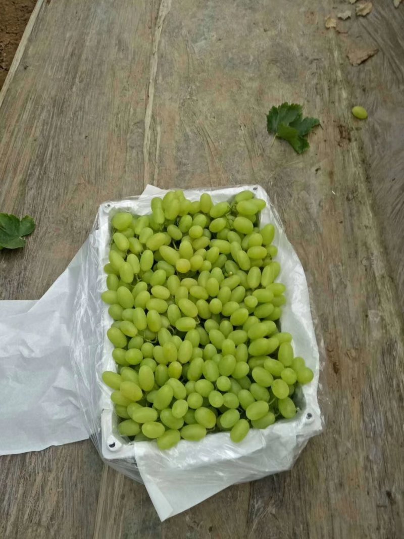 维多利亚葡萄苗基地直销，无中介保证纯度，包技术