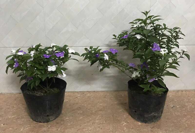 双色茉莉盆栽鸳鸯茉莉花苗庭院阳台花卉多年生好养带
