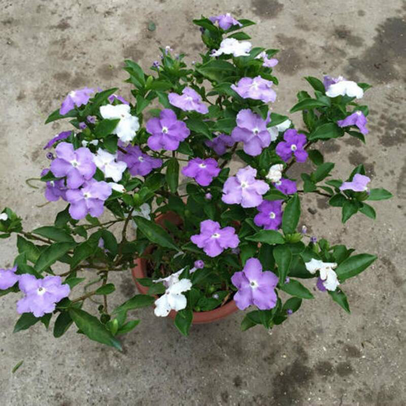 双色茉莉盆栽鸳鸯茉莉花苗庭院阳台花卉多年生好养带