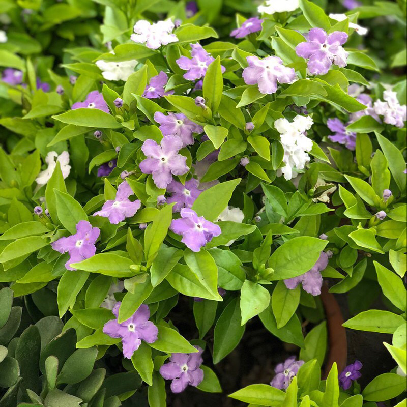 双色茉莉盆栽鸳鸯茉莉花苗庭院阳台花卉多年生好养带