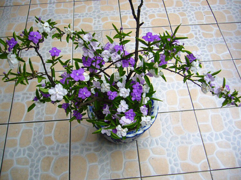 双色茉莉盆栽鸳鸯茉莉花苗庭院阳台花卉多年生好养带