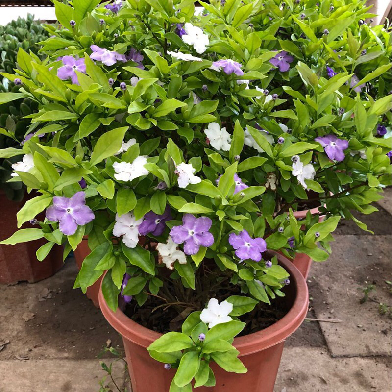 双色茉莉盆栽鸳鸯茉莉花苗庭院阳台花卉多年生好养带