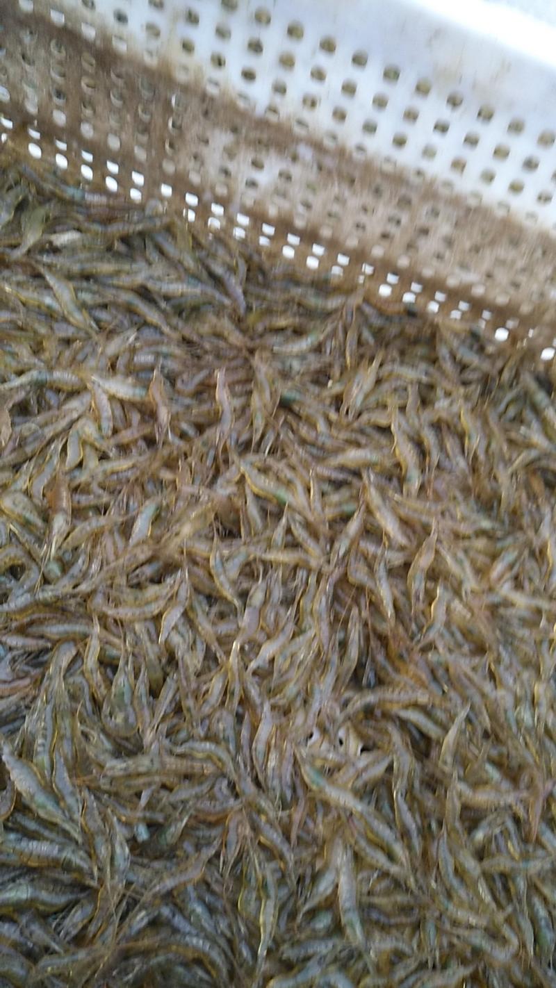 河虾，虾稻田原生态河虾