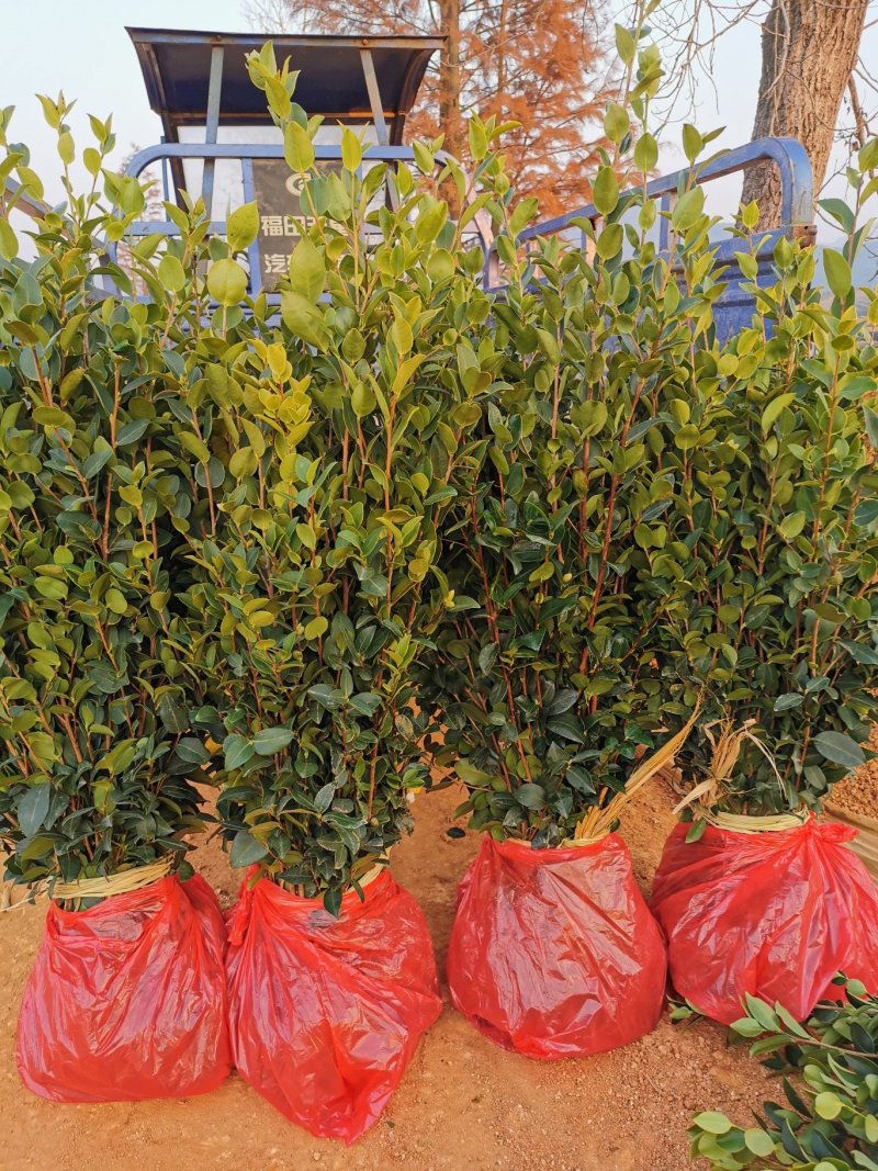 高产油茶苗嫁接薄皮存活高容黄土现挖现发
