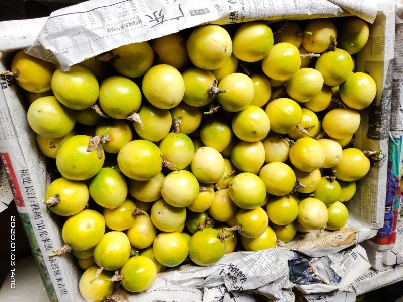 黄金百香果