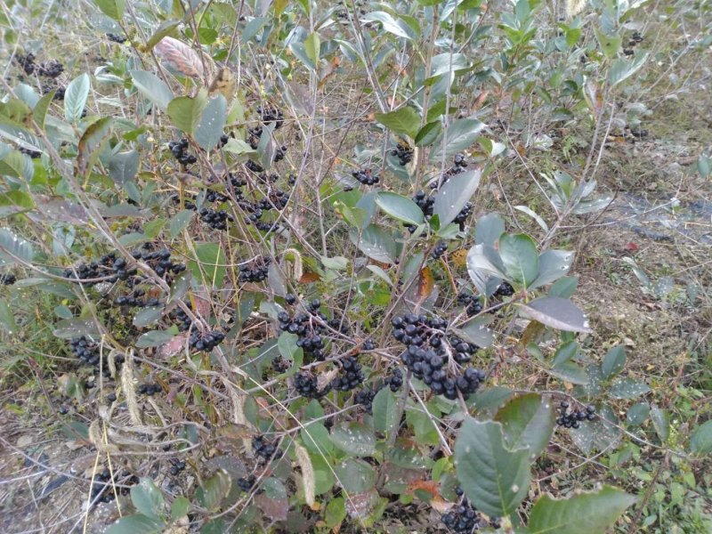黑果花楸