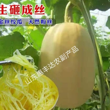 山东新鲜蔬菜金丝绞瓜金丝搅瓜天然成丝营养美味