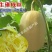 山东新鲜蔬菜金丝绞瓜金丝搅瓜天然成丝营养美味