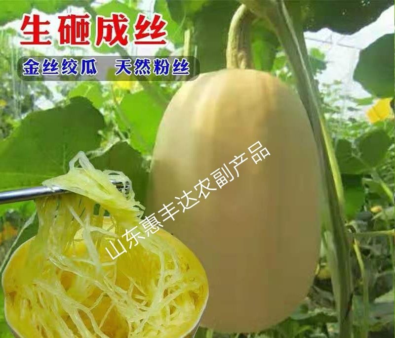 山东新鲜蔬菜金丝绞瓜金丝搅瓜天然成丝营养美味
