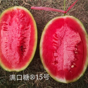 满口糖15号西瓜种子/200粒/礼品西瓜种子/彩虹西瓜种