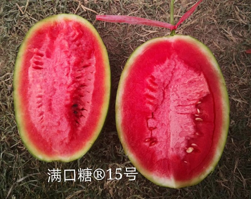 满口糖15号西瓜种子/200粒/礼品西瓜种子/彩虹西瓜种