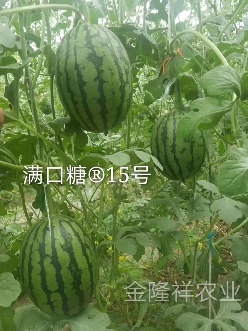满口糖15号西瓜种子/200粒/礼品西瓜种子/彩虹西瓜种