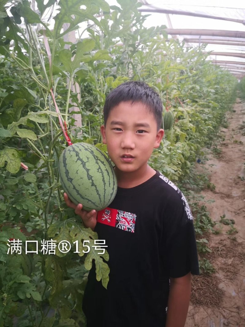 满口糖15号西瓜种子/200粒/礼品西瓜种子/彩虹西瓜种