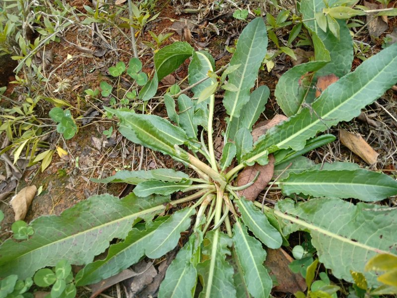 野生土大黄