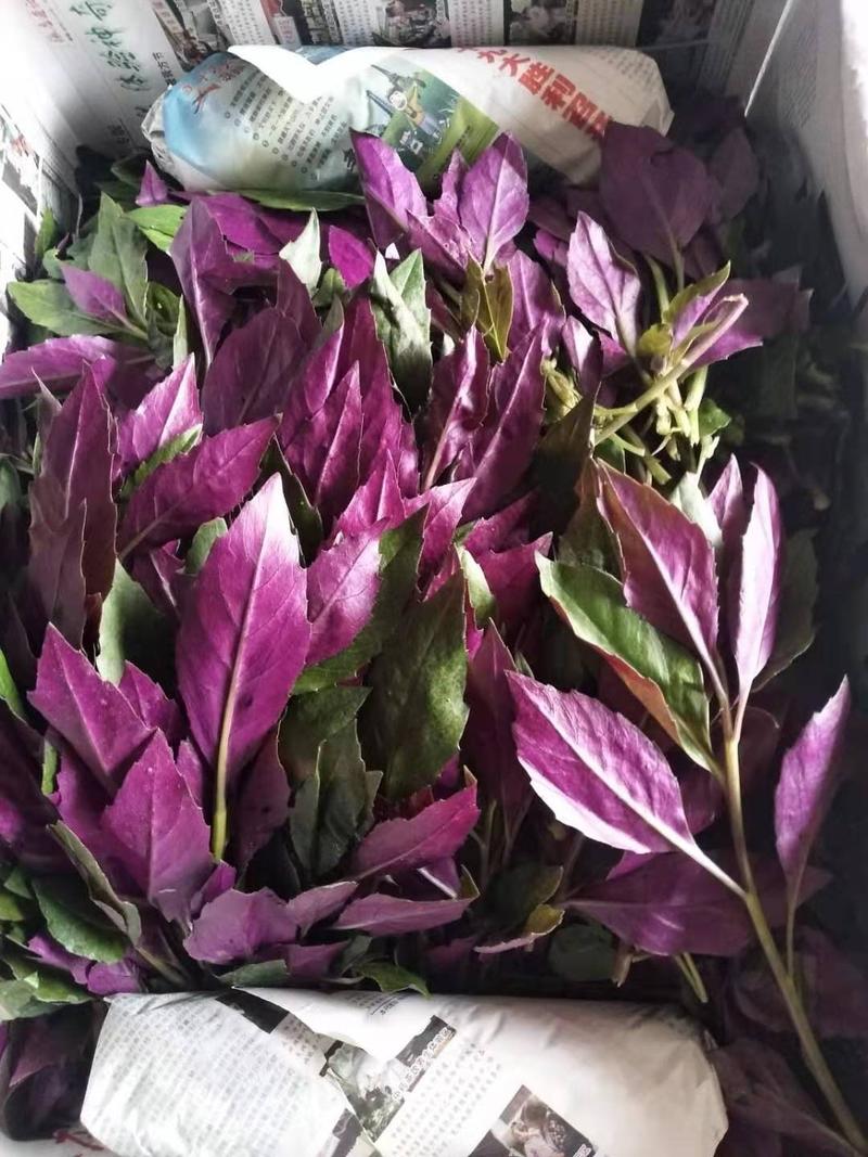紫背天葵新鲜观音菜鸭掌菜补血菜量大从优