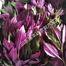 紫背天葵新鲜观音菜鸭掌菜补血菜量大从优