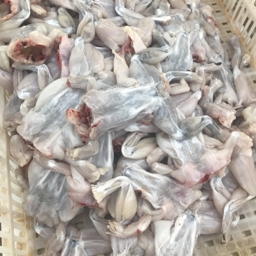 牛蛙，规格齐全，货源充足，支持电商一件代发