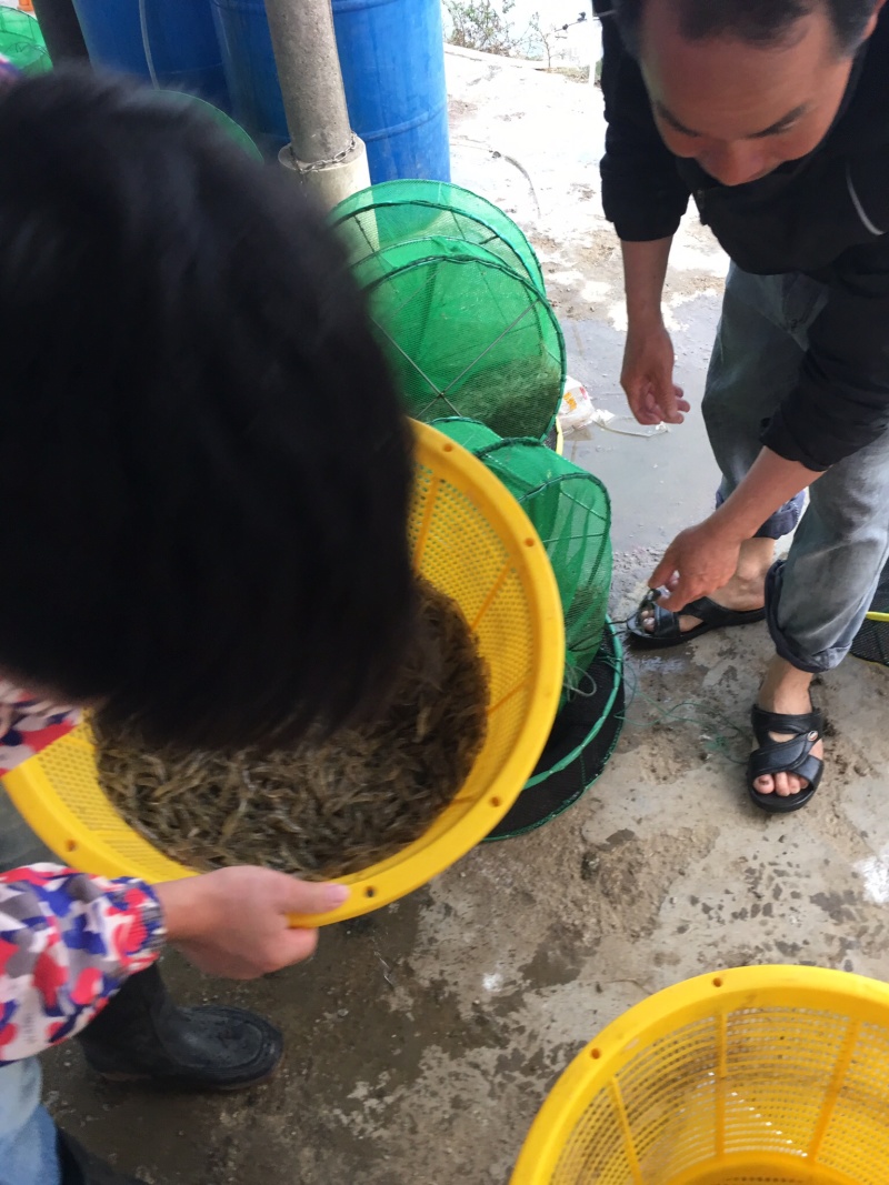 河虾