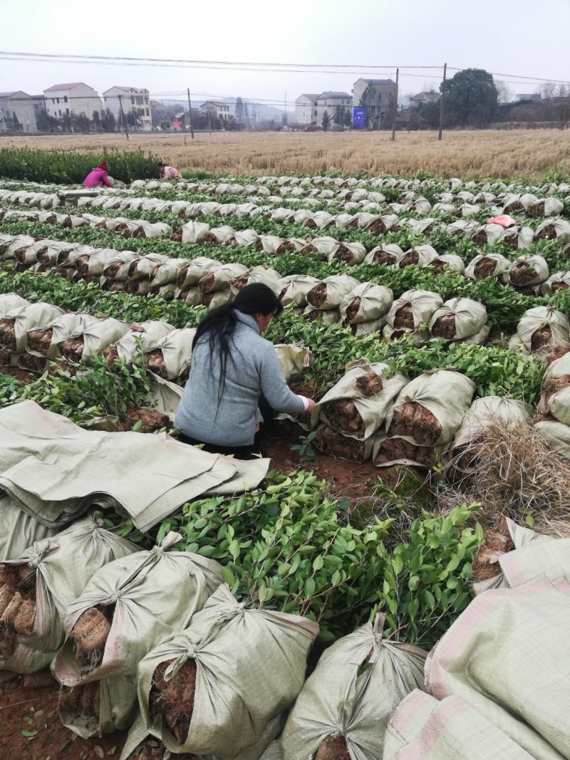 江西油茶苗长林系列二年营养杯油茶苗20一80公分