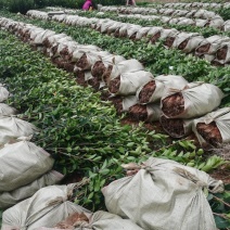 江西油茶苗长林系列二年营养杯油茶苗20一80公分