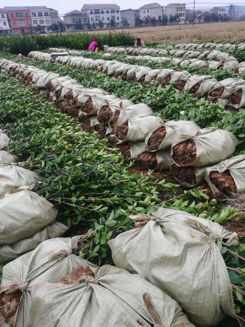 江西油茶苗长林系列二年营养杯油茶苗20一80公分