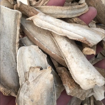 三分三大搜山虎山野烟野烟山茄子足两斤各种外用药材