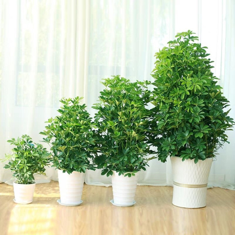 鸭脚木盆栽植物办公室内花卉四季常青八方来财七叶莲招财树盆