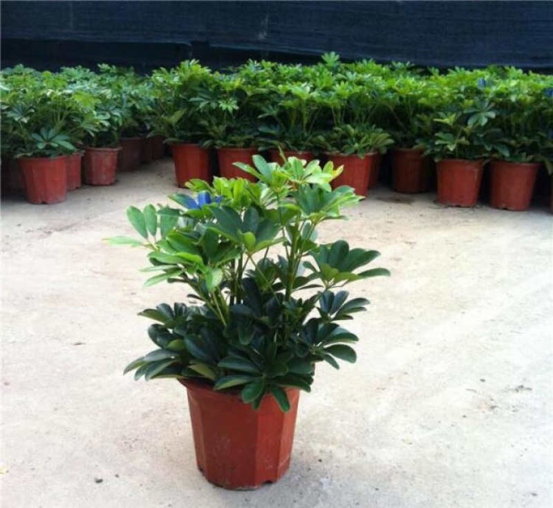 鸭脚木盆栽植物办公室内花卉四季常青八方来财七叶莲招财树盆