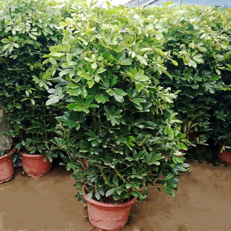 鸭脚木盆栽植物办公室内花卉四季常青八方来财七叶莲招财树盆