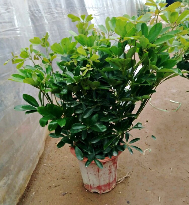 鸭脚木盆栽植物办公室内花卉四季常青八方来财七叶莲招财树盆