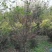 独杆金银木：乔灌木，绿化工程苗木