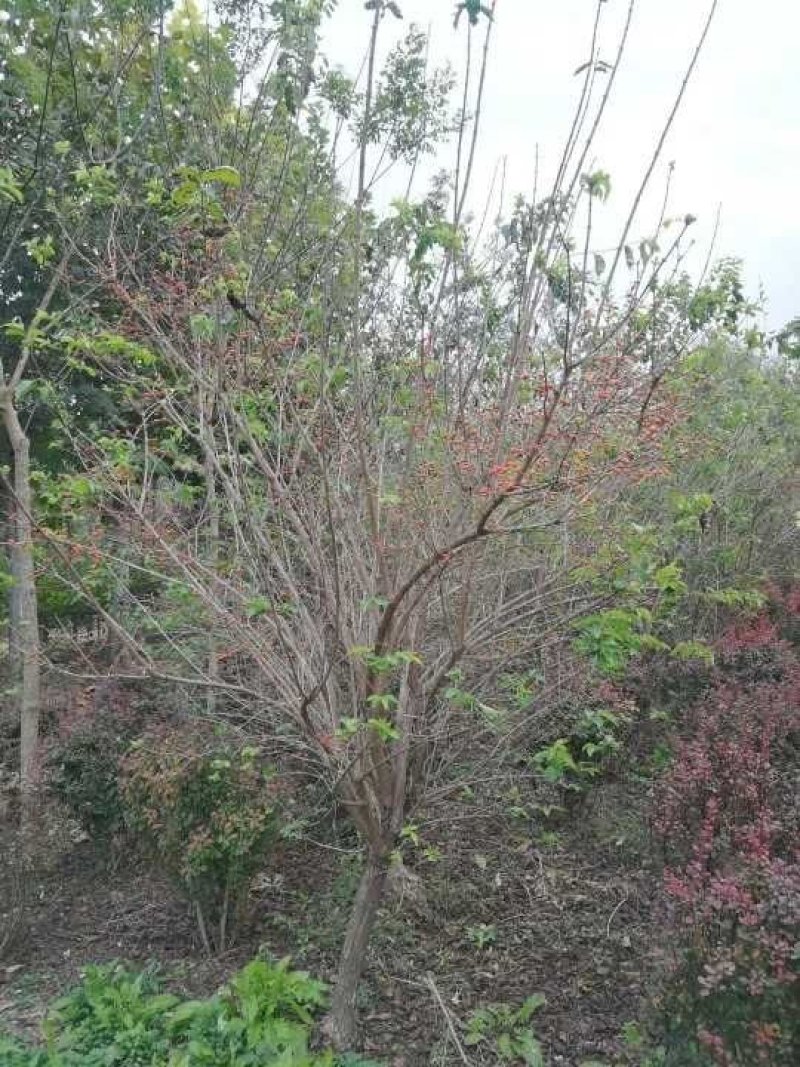 独杆金银木：乔灌木，绿化工程苗木