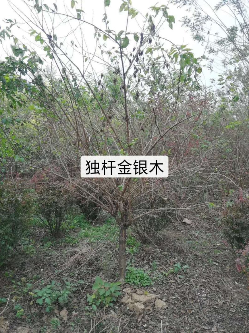 独杆金银木：乔灌木，绿化工程苗木