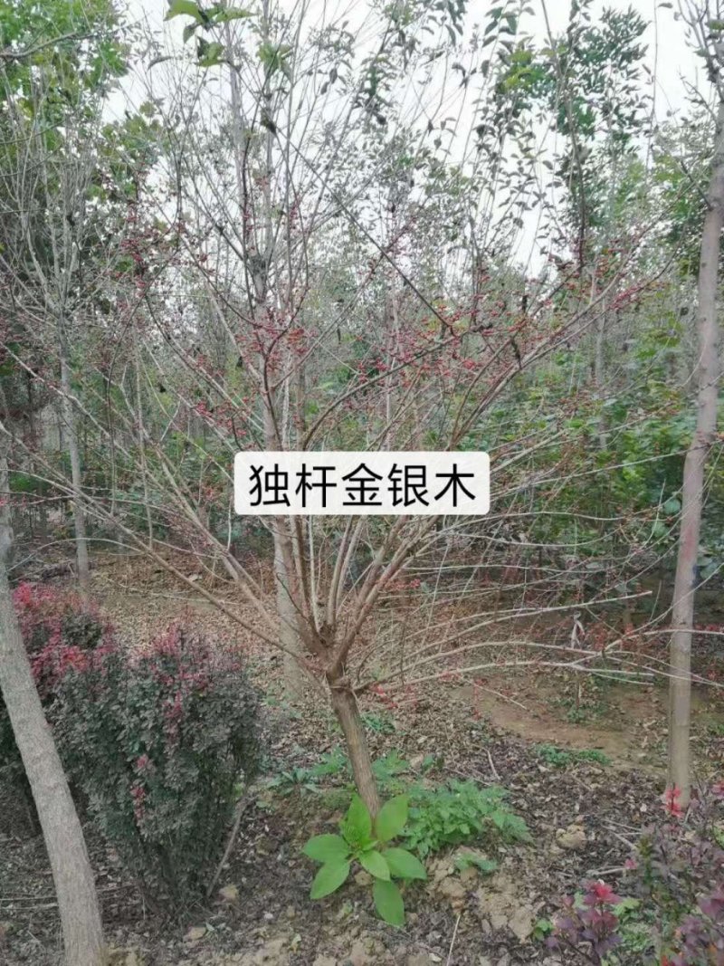 独杆金银木：乔灌木，绿化工程苗木