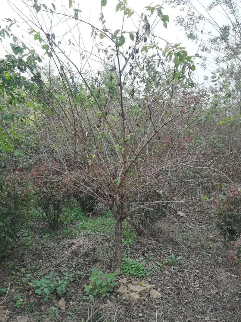 独杆金银木：乔灌木，绿化工程苗木