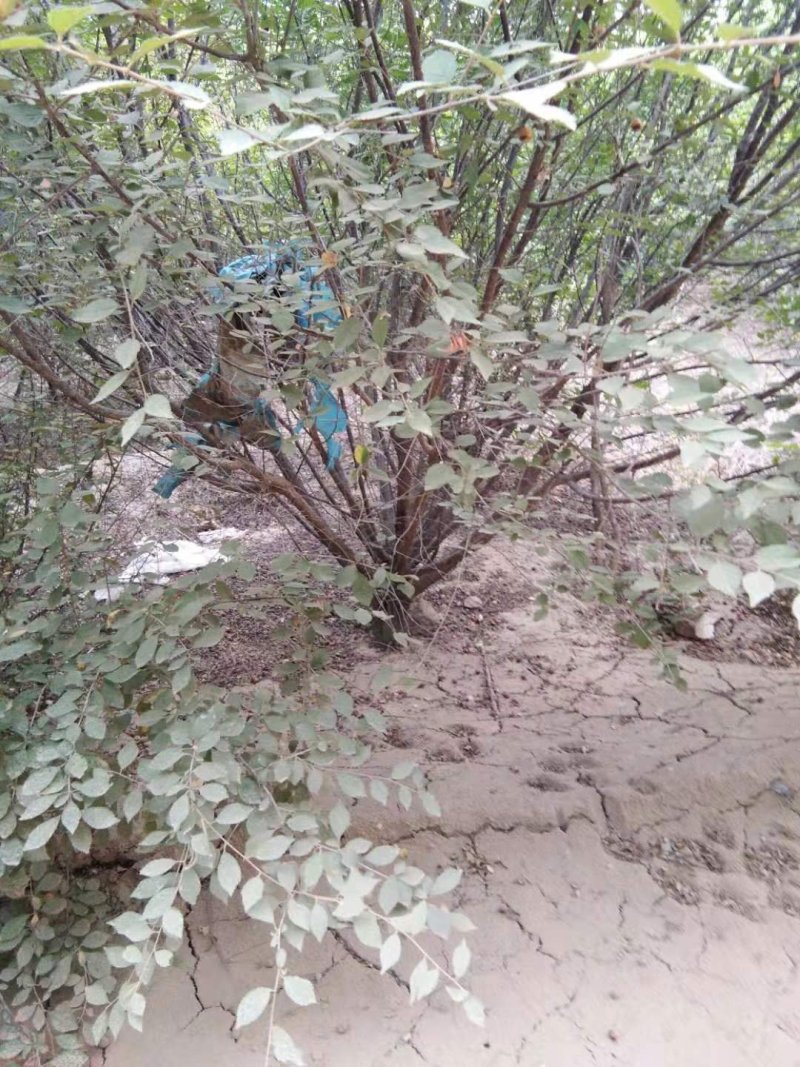 大颗榆叶梅：乔灌木，绿化工程苗木
