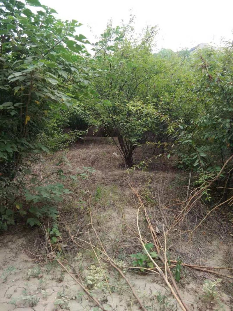 大颗榆叶梅：乔灌木，绿化工程苗木