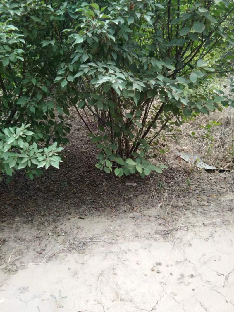 大颗榆叶梅：乔灌木，绿化工程苗木