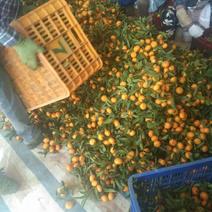 南瓜橘，马水橘越南货有市场来电接单