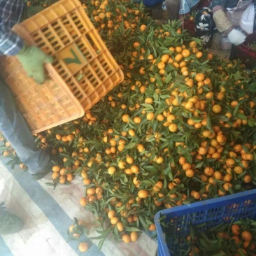 南瓜橘，马水橘越南货有市场来电接单