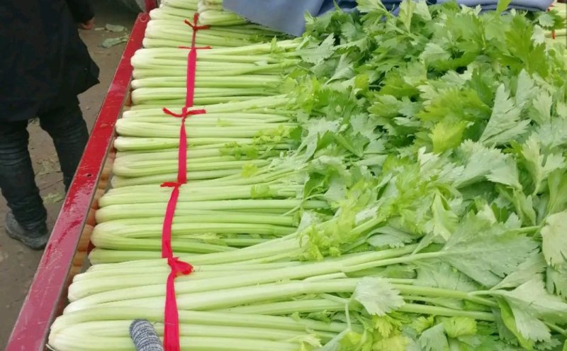 法国皇后西芹60cm以上大量上市中品质优良