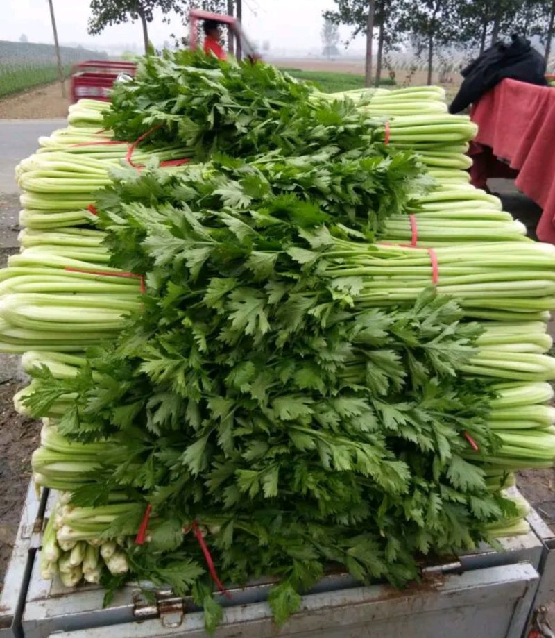 法国皇后西芹60cm以上大量上市中品质优良