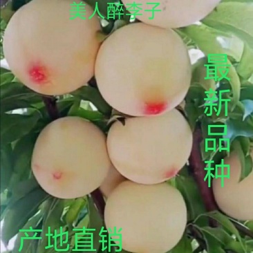 美人醉李子苗，甜度高新品种，包品种，基地直供，品质保证